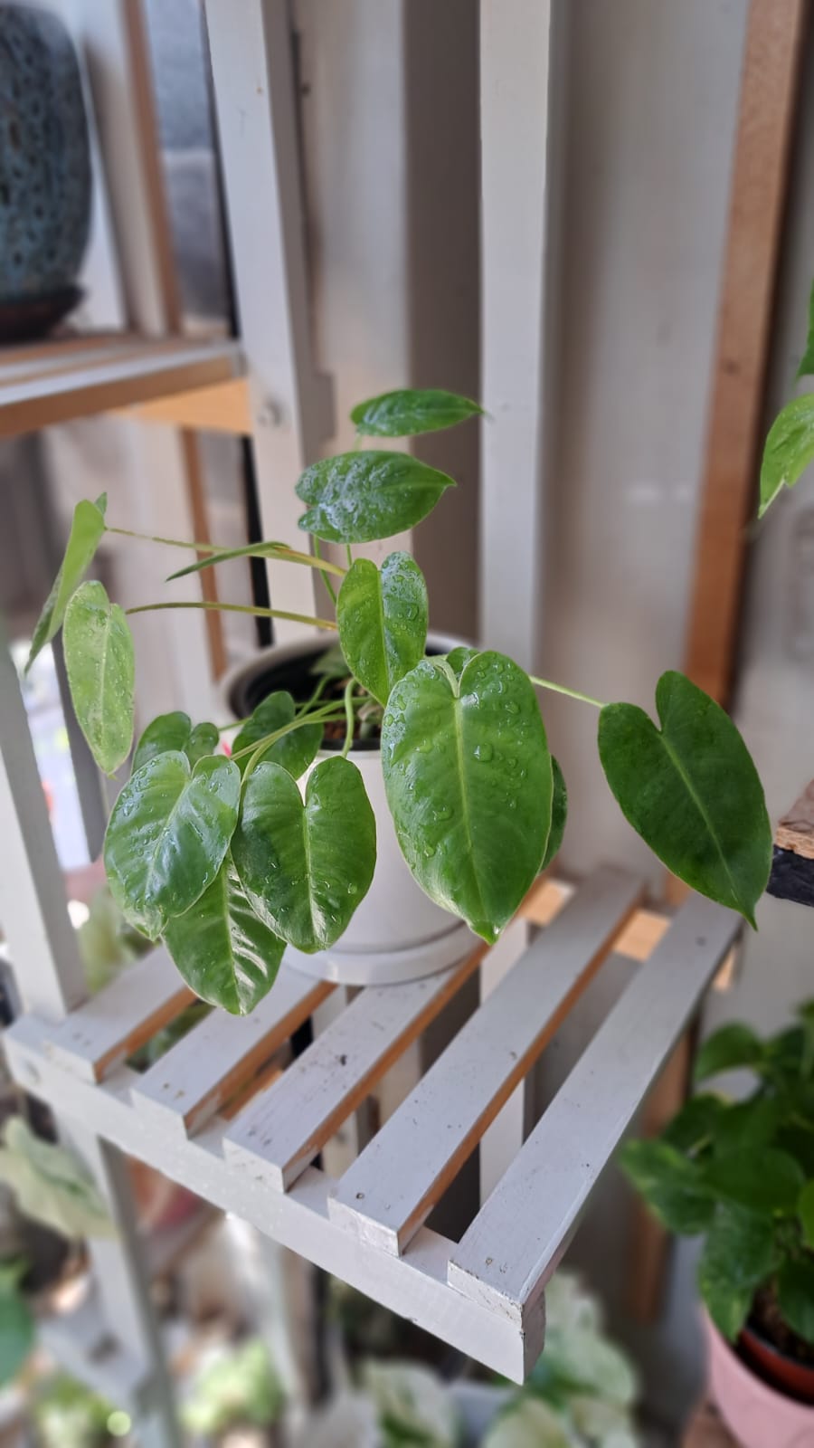 Tradescantia Verde